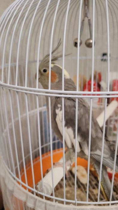 Продам попугая корелла