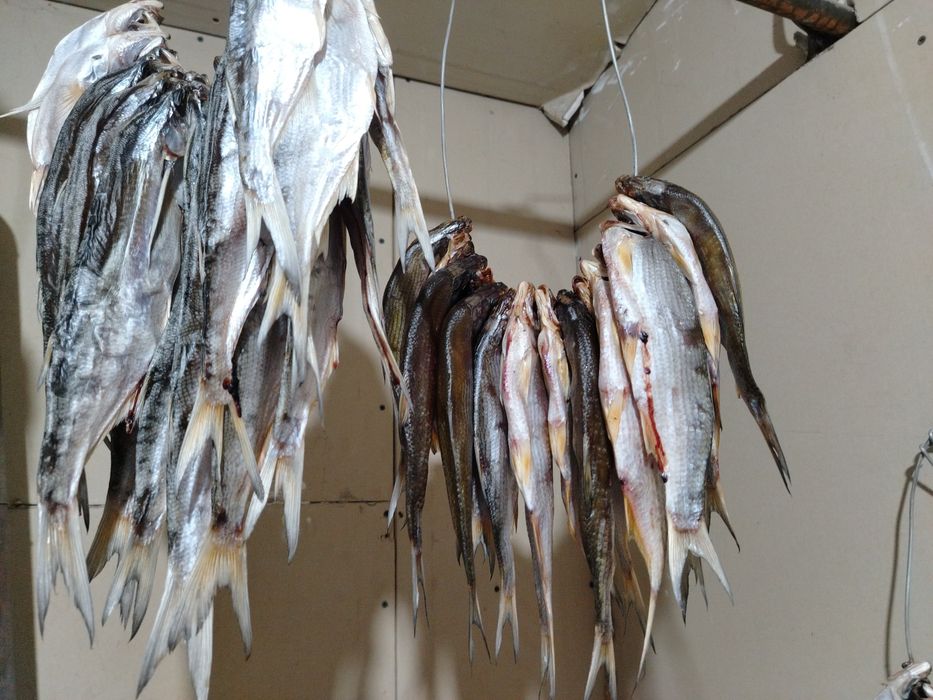 Жаңа кептірілген қақталған волба