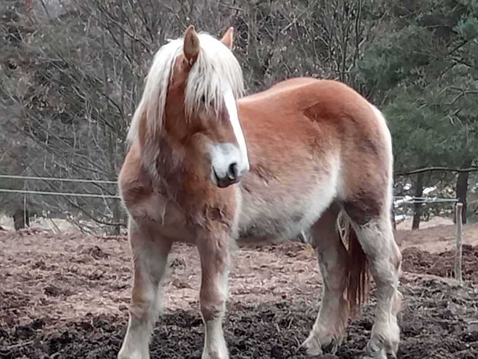 Vând 5 iepe Gestante și o Mânză face doi ani SE VÂND DOAR TOATE