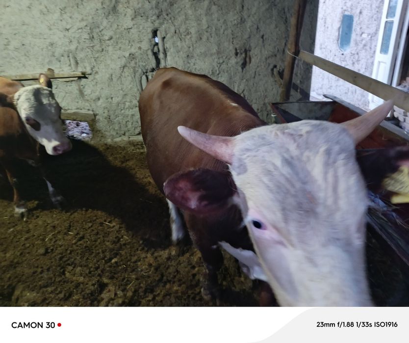 Angus yoshi 1 yosh yeyishi yaxshi narxi 32 milliondan