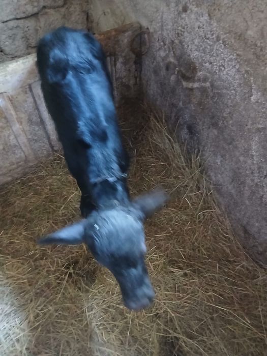 Vițel de bivoliță de vânzare
