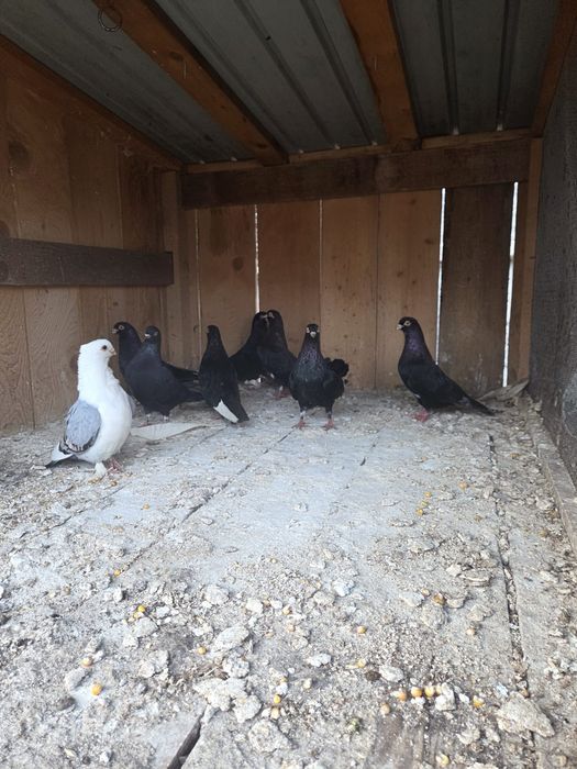 De vånzare porumbei