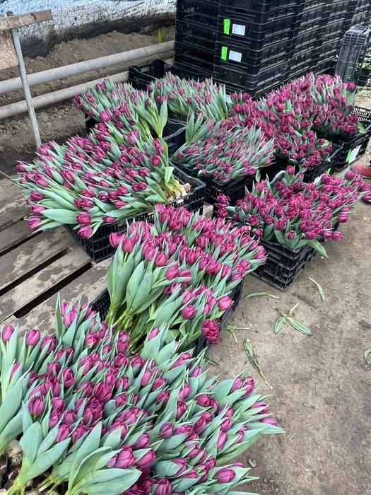 Тюльпаны оптом Алматы !