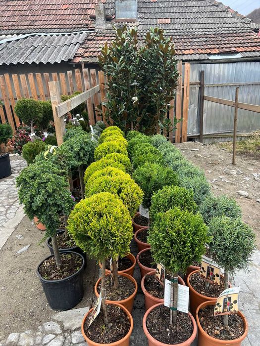 Plante pentru Curte, Terasa si Balcon