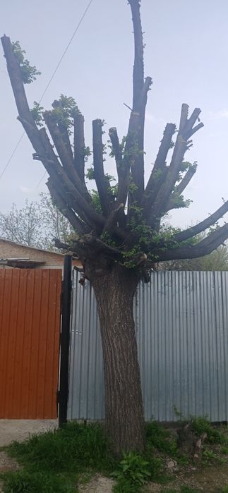 Бесплатно кара агаш   район талчек