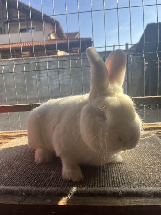 Iepuri Neozeelandez Alb