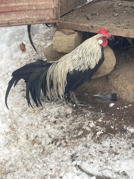 Vând 3 cocoși rasa phoenix