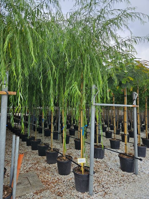 Vindem mesteacăn, salcie, grandiflora, leandru, salcâm