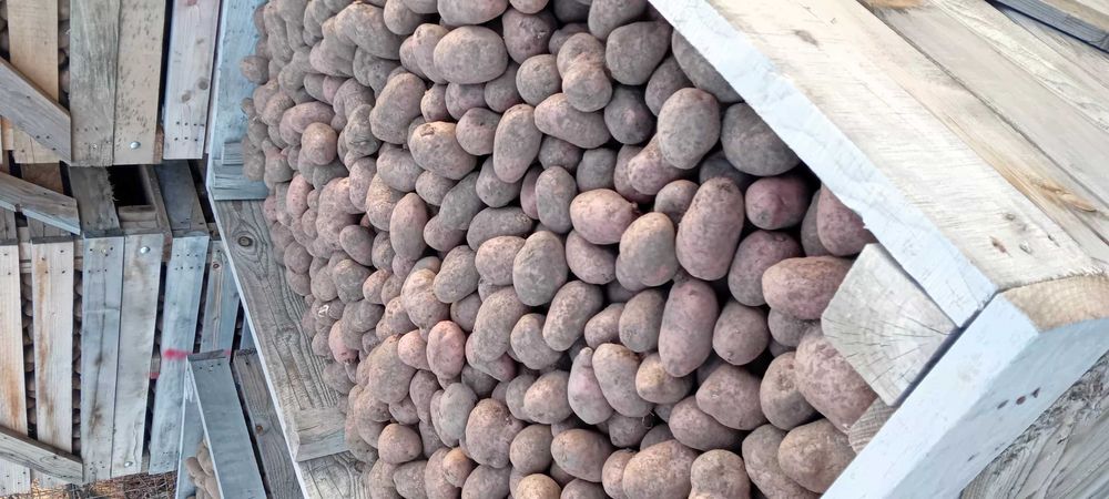 Cartofi consum 60 bani pe kg