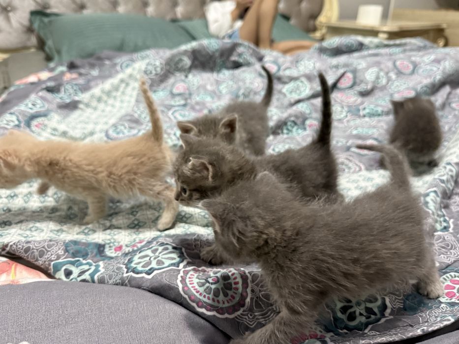 Отдам котят в добрые руки