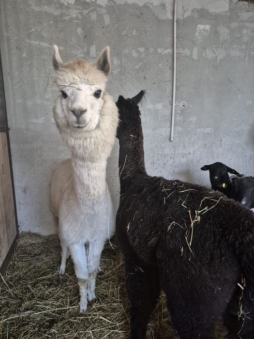 Vând lama Alpaca