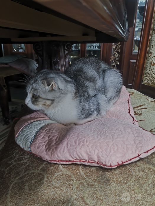 Scottish fold kochka i kotyonok