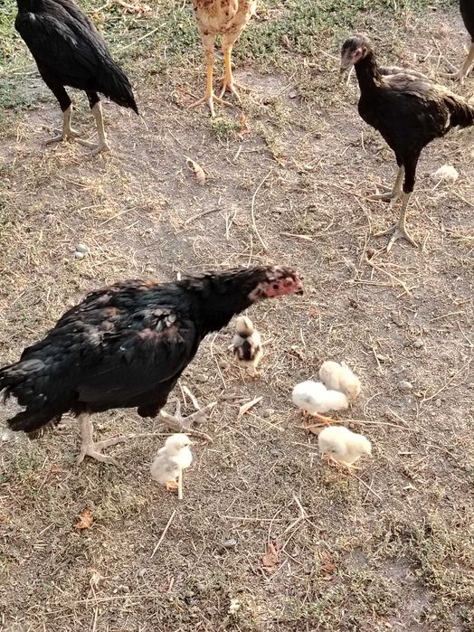 Dakan tovuq joʻjalari sotiladi