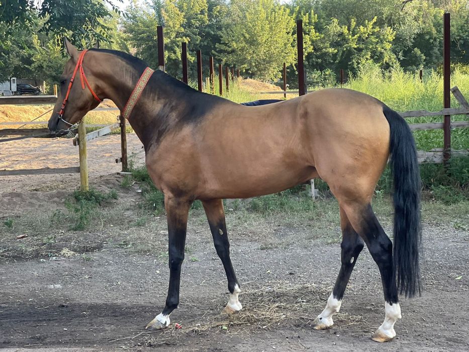 Ахалтекинская лошадь