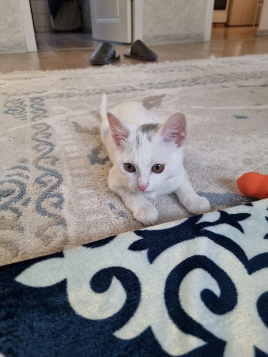 Отдам в добрые руки котенка