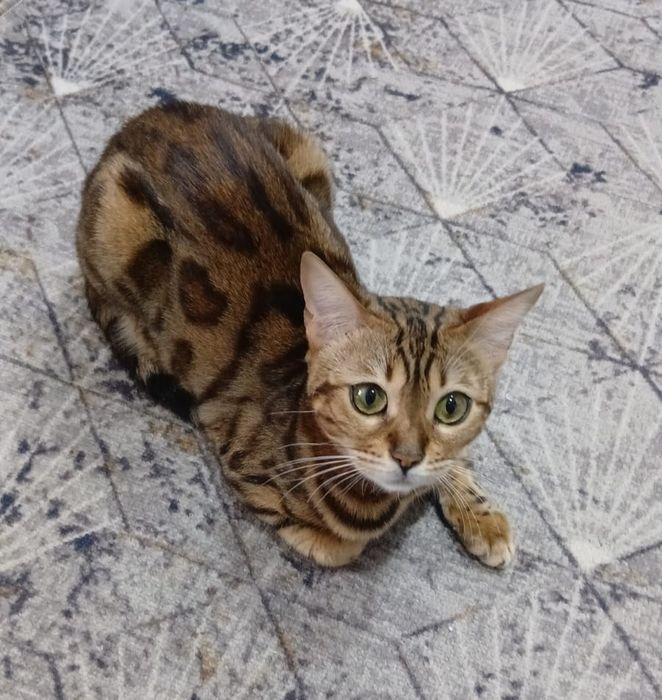 Кошка в добрые руки