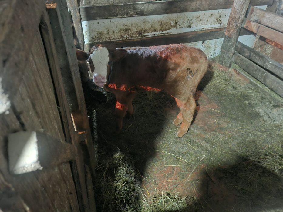 Продам Телёнка бычек