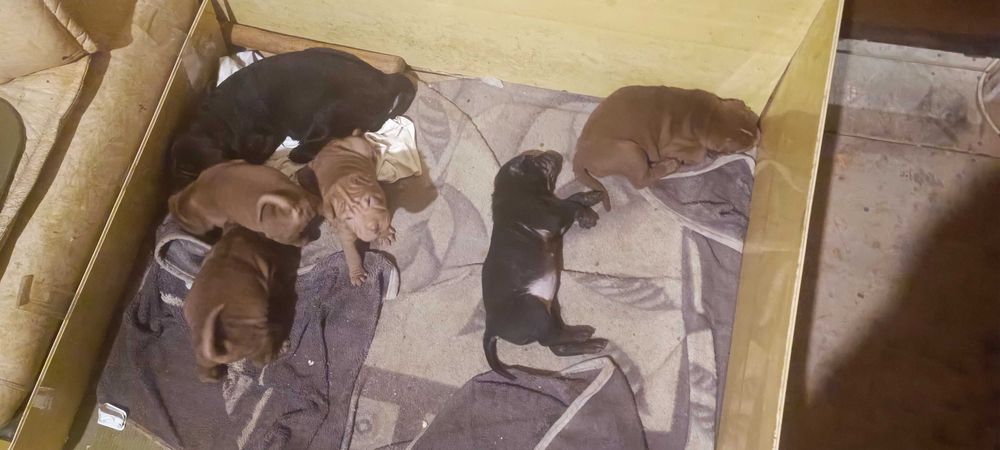 Щенки шарпей шоколад