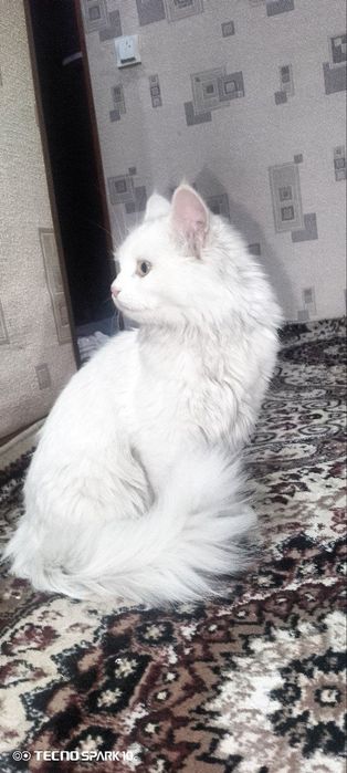 Turkish angora toza zotli