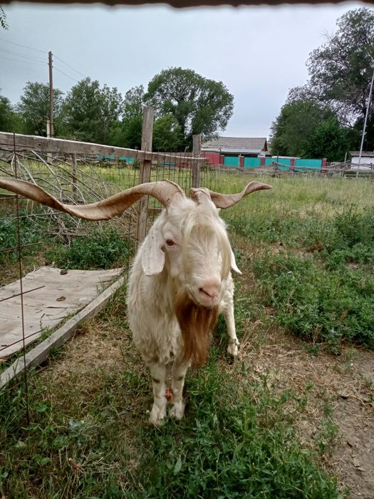 Продам козла (шерсть ангорка)