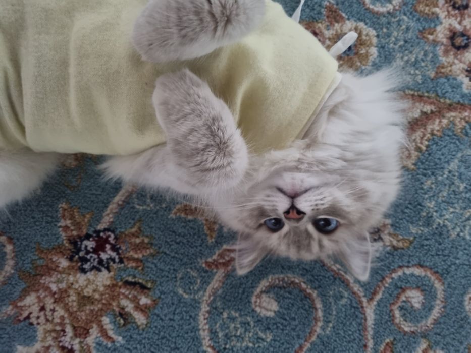 Продам милого котёнка