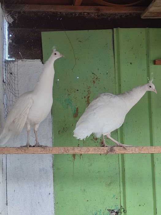 Ак павлин сатылады