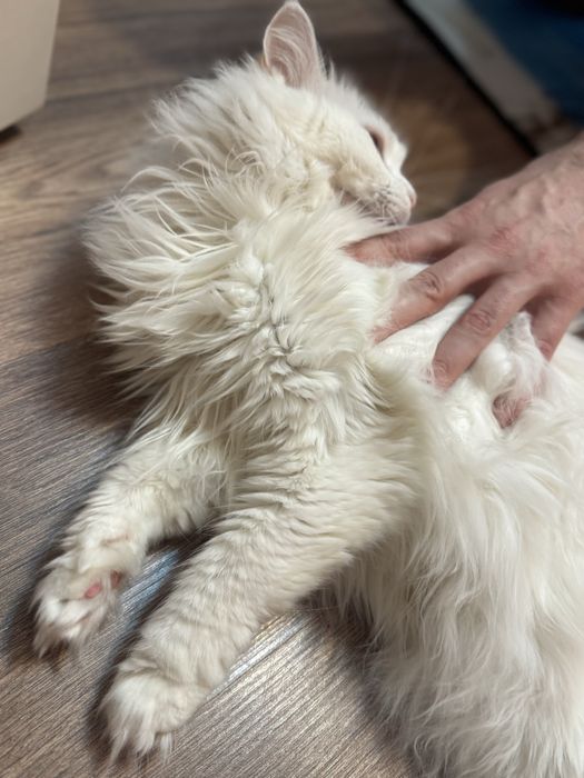 Отдам в добрые руки