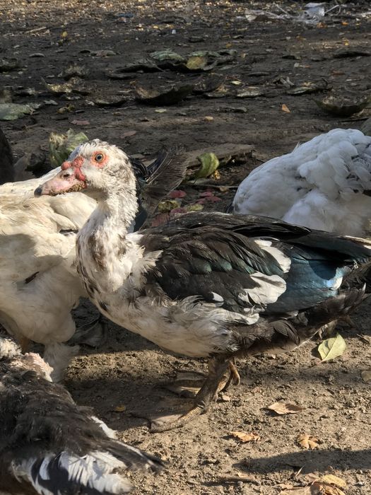 Продаются индоутки