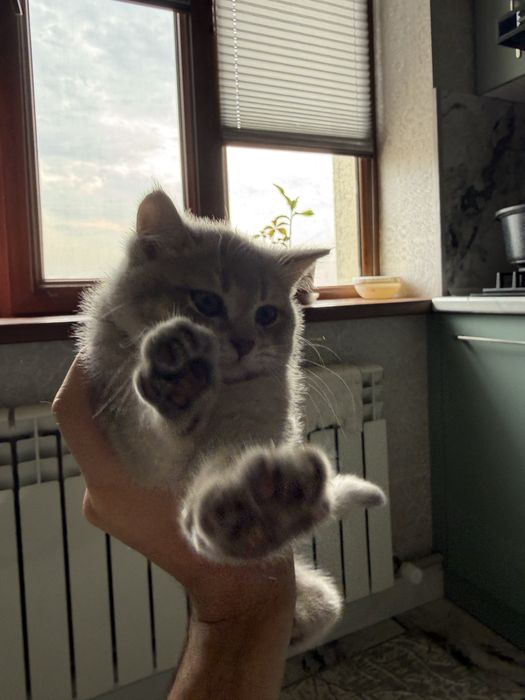 Котенок пародистый