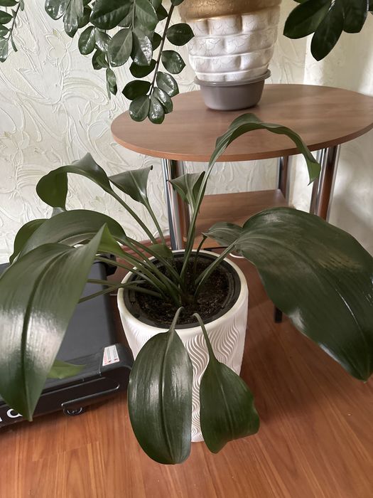 Эухарис амазонский