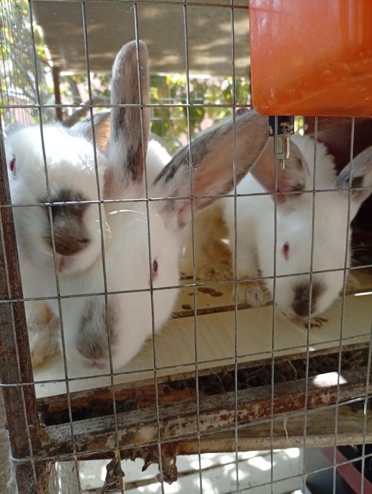 Kaliforniya zotli quyon