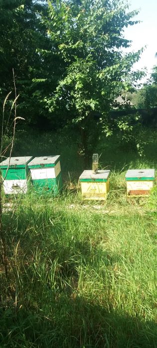 Vând stupi multietajati 3/4