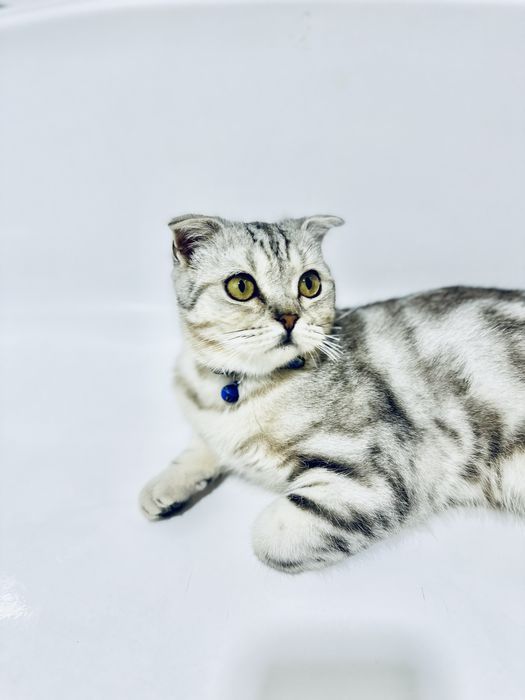 мушук сотилади 7 ойлик