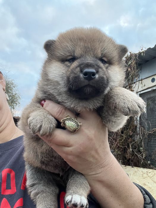 Щенки японской сибы