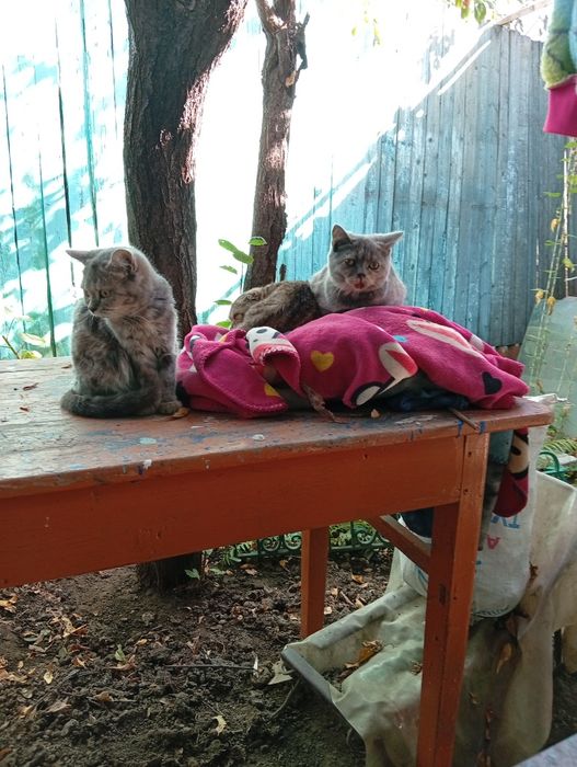 Отдам шотландских котят