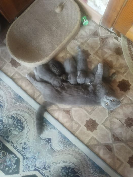 Продам котят вислоухих.