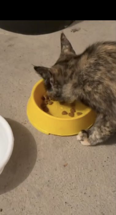 Кошка, тёмного окраса.