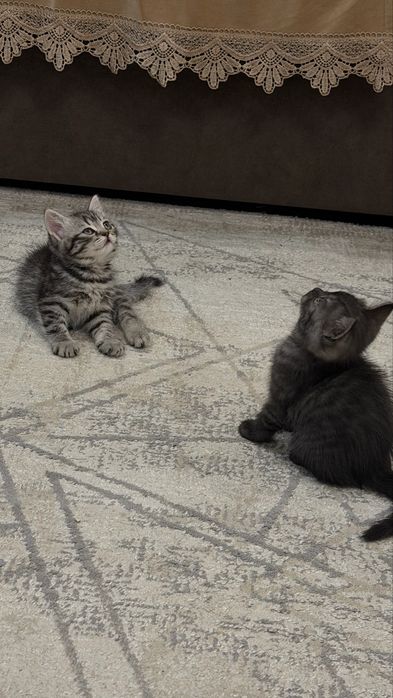 Шотландские котята