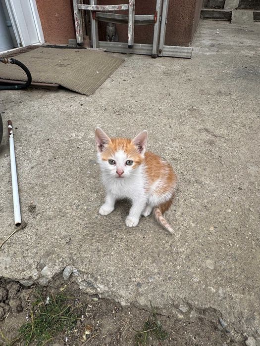 Dau spre adoptie Pui de Pisica + Pisica Castrata