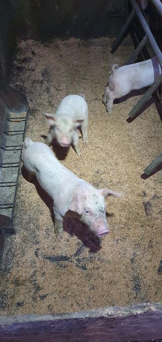 Продаются поросята