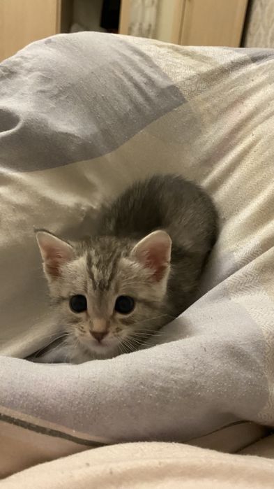 Кошка (девочка) 2айлық