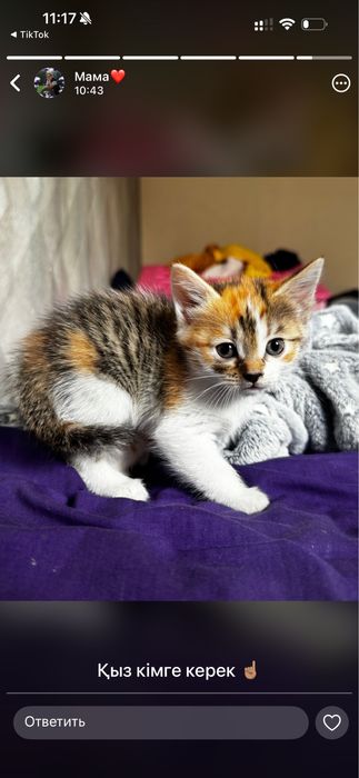 Отдам котят в добрые руки