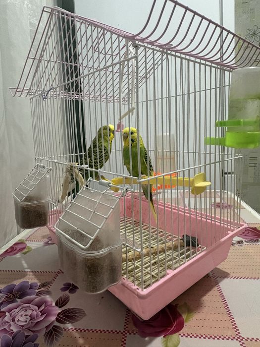 попугаи мальчик девочка 1,5года