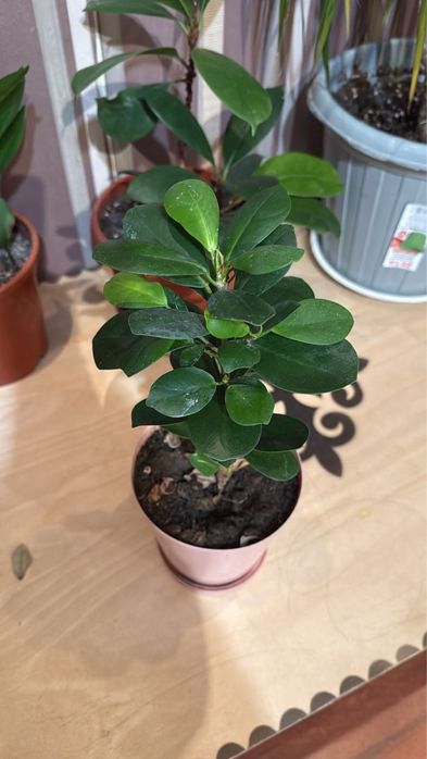 Комнатные цветы.