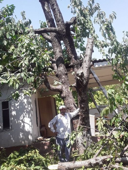 Benzopila xizmati daraxt kesish professional