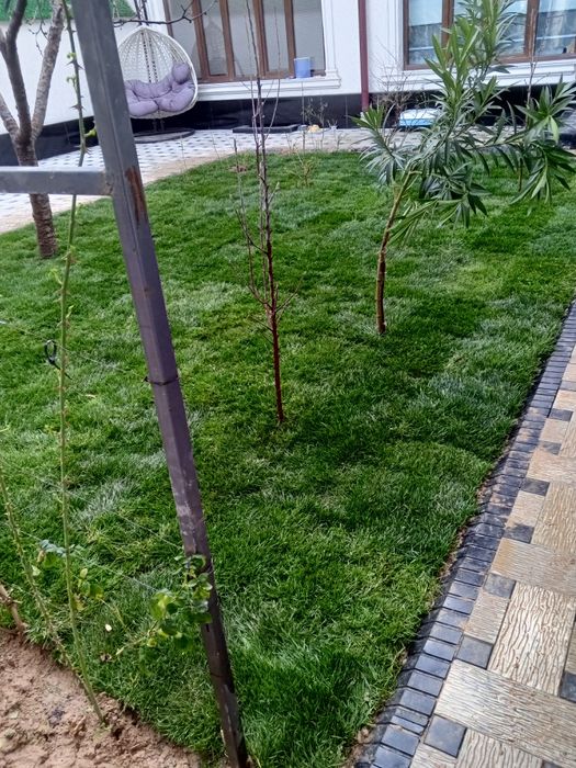 Gazon urugʼi va tayyor roloni bor ustanovka ham qilamiz