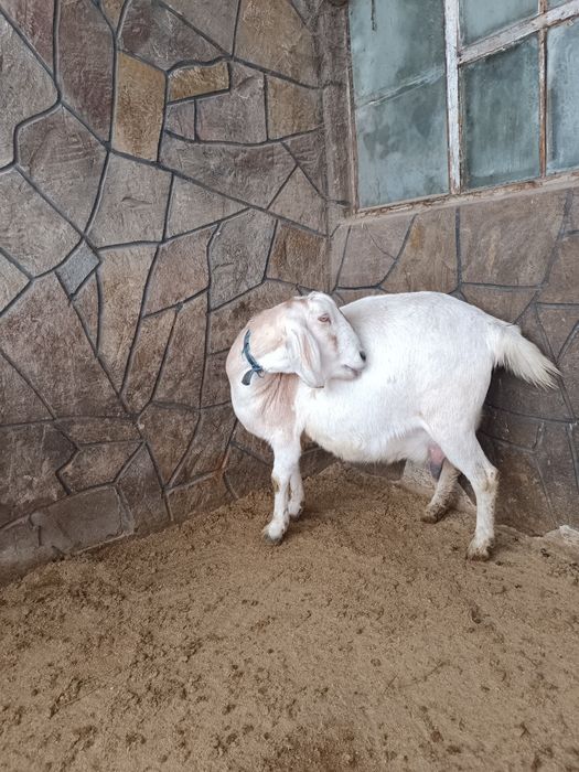 Покрытые высокоудойные козочки