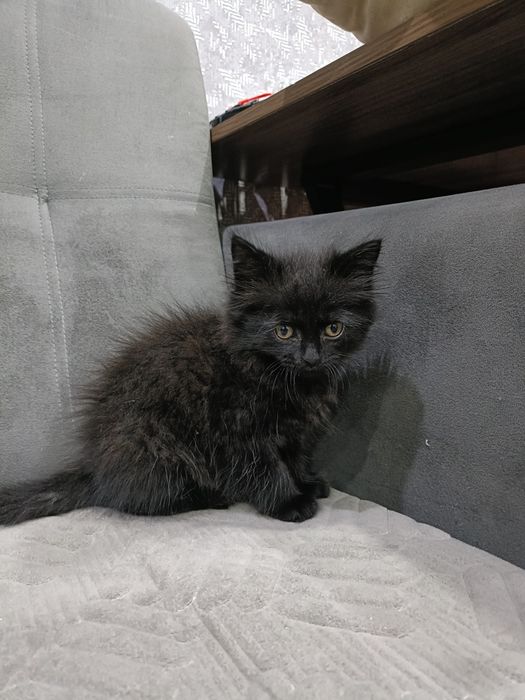 Отдам кошечку в хорошие руки