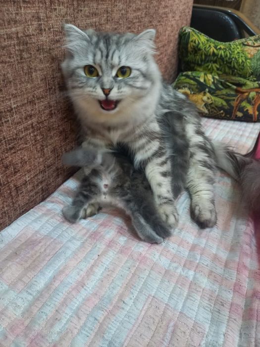 Шотландские котята