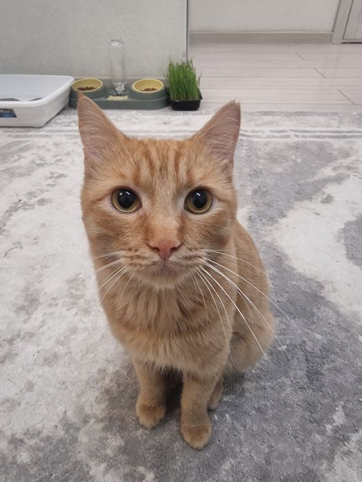 Кот, очень ласковый